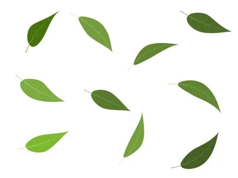 Vector illustration set of green tree leaves Stock Illustration