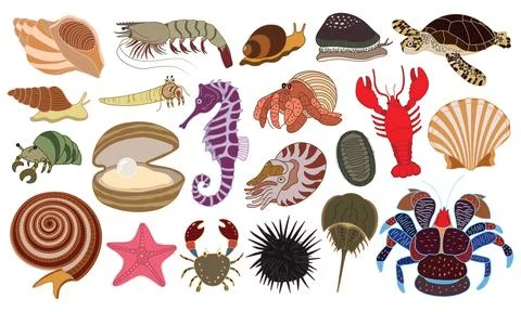 Vector illustration set of hand drawn underwater creatures. hermit crab, lo.. Stock Illustration