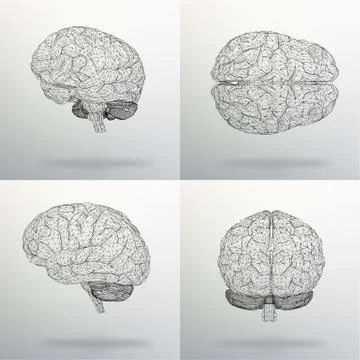 Vector illustration Set human brain. The structural grid of polygons. Abstract Stock-Illustration