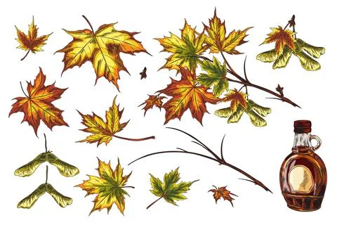 Vector illustration of a set with the image of leaves, seeds, branches and a  Stock Illustration