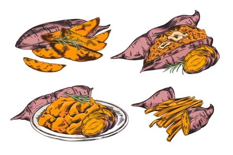 Vector illustration of a set with the image of sweet potatoes in cooked and raw Stock Illustration