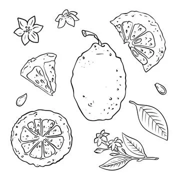 Vector illustration set of lemons, flowers, leaves and seeds hand drawn in do Stock Illustration