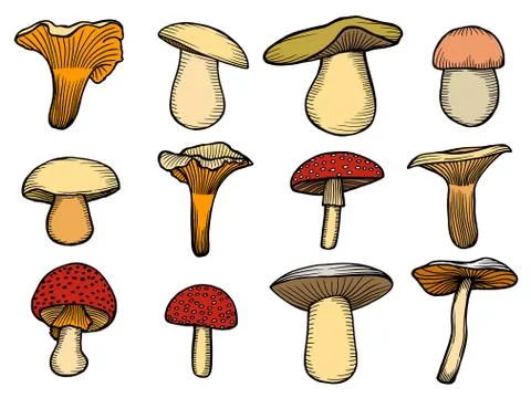 Vector illustration with set of mushrooms Illustrazione stock
