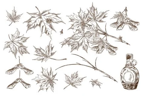 Vector illustration of a set of outline sketches of maple leaves, branches, s Stock Illustration