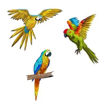 Vector illustration. Set of parrots, flying parrots with yellow, red and turq Stock Illustration