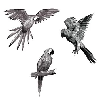 Vector illustration. Set of parrots, flying parrots. Parrot sitting on a bran Illustrazione stock