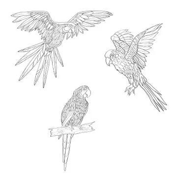 Vector illustration. Set of parrots, flying parrots. Parrot sitting on a bran Stock Illustration
