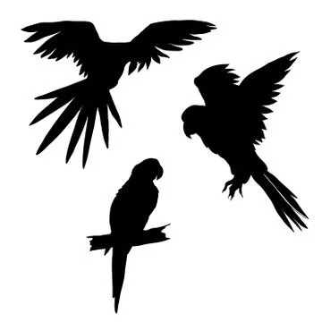 Vector illustration. Set of parrots, flying parrots. Parrot sitting on a bran イラスト素材