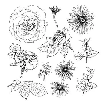 Vector illustration set of roses flowers and leaves, hand draw Stock Illustration