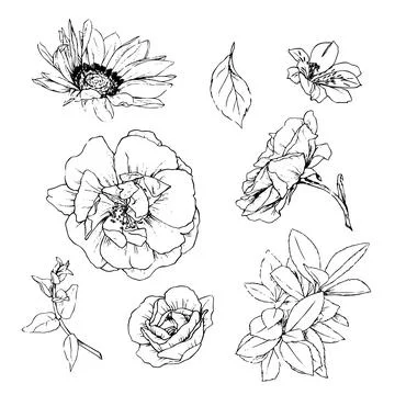 Vector illustration set of roses flowers and leaves, hand draw Stock Illustration