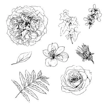 Vector illustration set of roses flowers and leaves, hand draw Stock Illustration