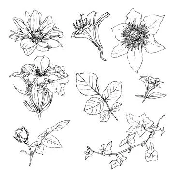 Vector illustration set of roses flowers and leaves, hand draw Stock Illustration