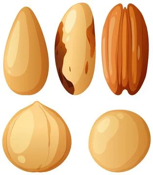 Vector Illustration Set of Various Healthy Edible Tree Nuts Stock Illustration