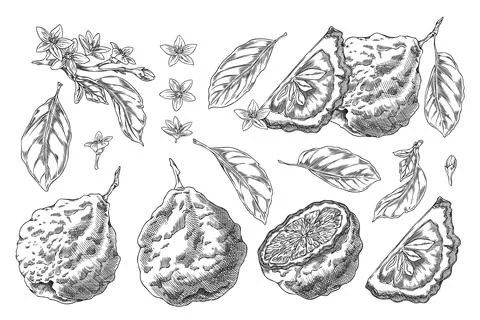 Vector illustration of set of whole, slice and halves of bergamot fruits with Stock Illustration