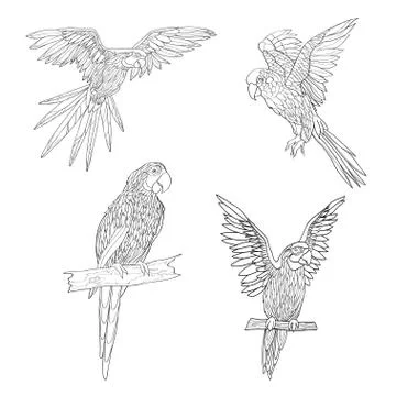 Vector illustration. Seth from parrots in different angles. Black line. Stock Illustration