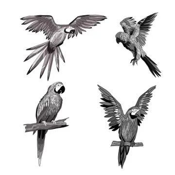 Vector illustration. Seth from parrots in different angles. Black, white, gra Stockillustratie