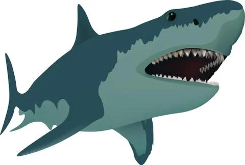 Vector illustration of a shark Stock Illustration