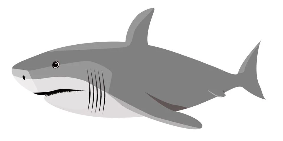 Vector illustration of a shark. Stock Illustration