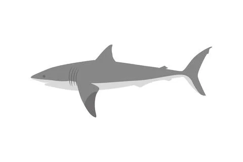 Vector illustration of a shark Stock Illustration