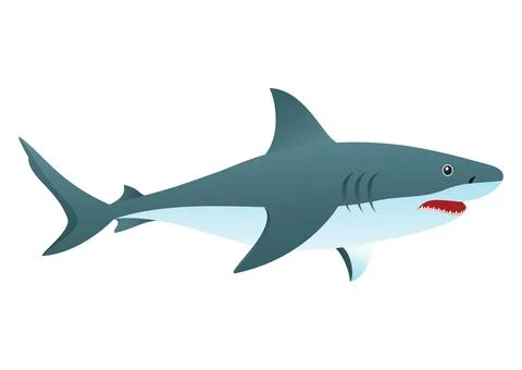 Vector Illustration of Shark isolated on white Background Stock Illustration