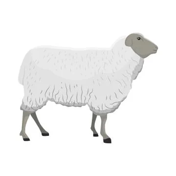 Vector illustration of a sheep Stock Illustration