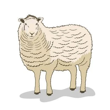 Vector illustration of sheep isolated on white background Stock Illustration