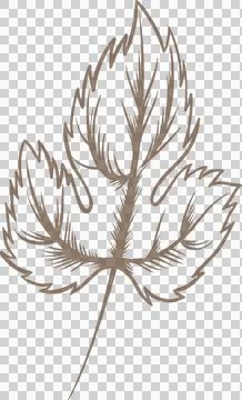 Vector illustration is showcasing brown stylized leaf with serrated lobes, Stock Illustration
