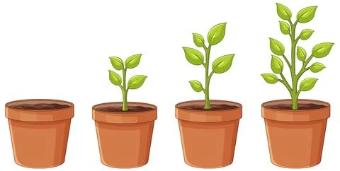 Vector Illustration Showing Four Stages of Plant Growth in Terracotta Pots Stock Illustration