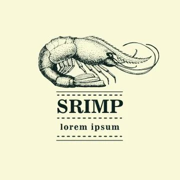 Vector illustration of shrimp. Stock Illustration