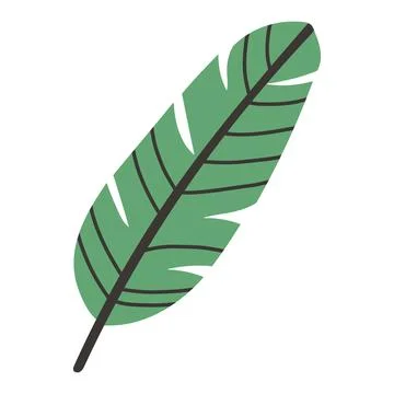Vector illustration of a single banana leaf in green with a bold dark stem. The Stock Illustration