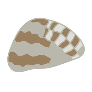 Vector illustration of a single colored sea shell on white background. Eleg.. Stock Illustration