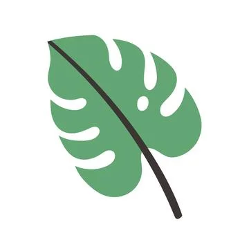Vector illustration of a single monstera leaf in green with a bold dark stem Stock Illustration