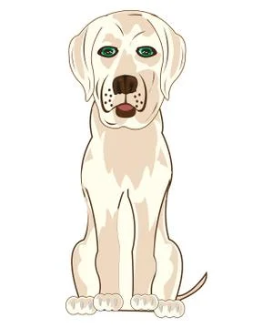 Vector illustration of the sitting dog labrador Stock Illustration