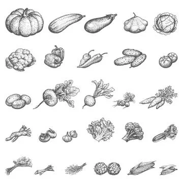 Vector illustration sketch set of vegetables Illustrazione stock