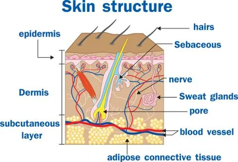 Vector illustration of  Skin structure Stock Illustration