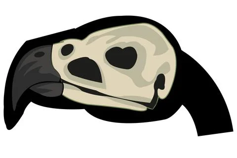 Vector illustration of the skull in head of the bird Stock Illustration