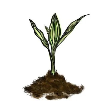 Vector illustration of a small sprout in color Stock Illustration