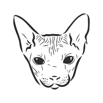 Vector illustration of a sphynx cat with a liner isolated on a white backgrou Stock Illustration