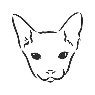Vector illustration of a sphynx cat with a liner isolated on a white backgrou Stock Illustration