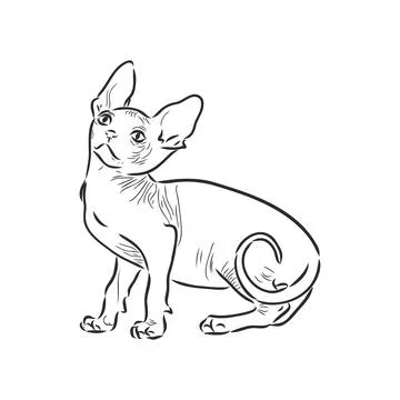 Vector illustration of a sphynx cat with a liner isolated on a white backgrou Illustrazione stock
