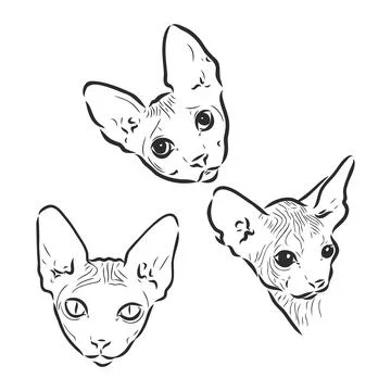 Vector illustration of a sphynx cat with a liner isolated on a white backgrou Ilustración de archivo