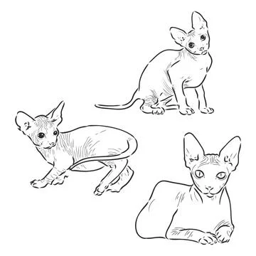 Vector illustration of a sphynx cat with a liner isolated on a white backgrou Stock Illustration