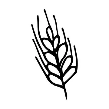 Vector illustration of a spikelet of wheat in doodle style Stock Illustration