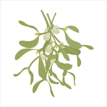 Vector illustration of a sprig of mistletoe on a white background Stock Illustration
