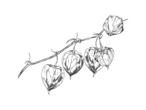 Vector illustration with a sprig of physalis berries covered with a shell of  イラスト素材