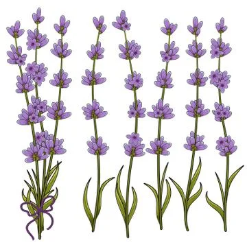Vector illustration of sprigs of lavender. Stock Illustration