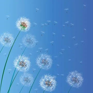 Vector illustration of spring background with white dandelions. Dandelion see Stock Illustration