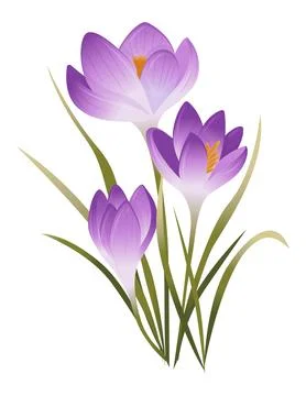 Vector illustration of spring crocus flowers. Artistic elements for your ro.. Stock Illustration