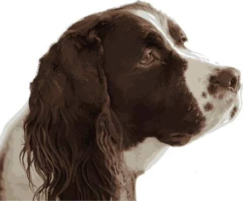 Vector illustration of Springer Spaniel Stock Photos