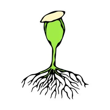 Vector Illustration of Sprout with Seed and Roots. Seedling, Shoot, Sapling G Illustrazione stock
